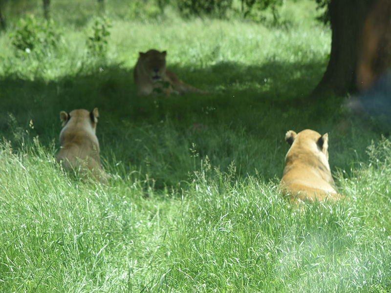Whipsnade Rotary Day Out - 2018