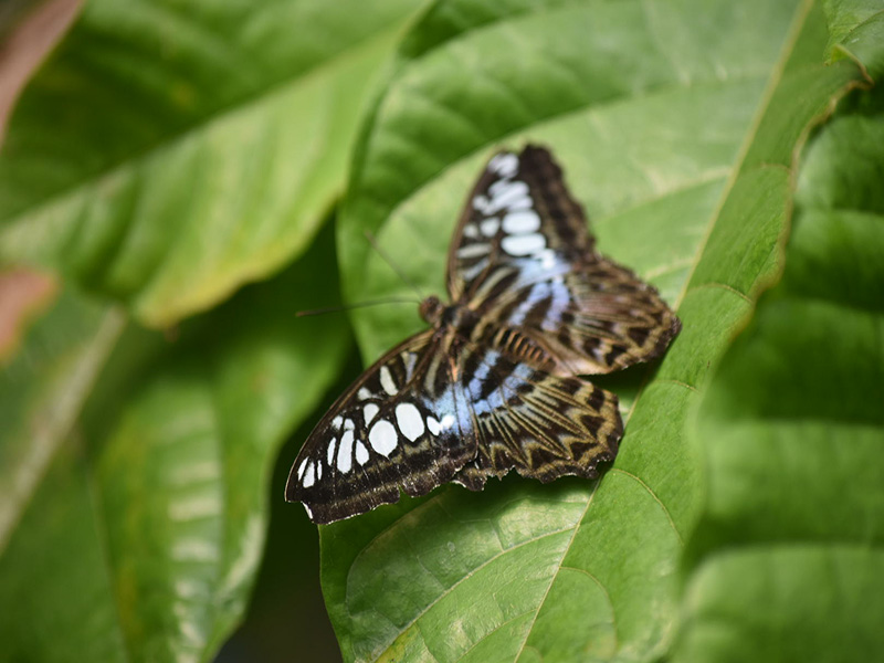 Whipsnade Rotary Day Out - 2018