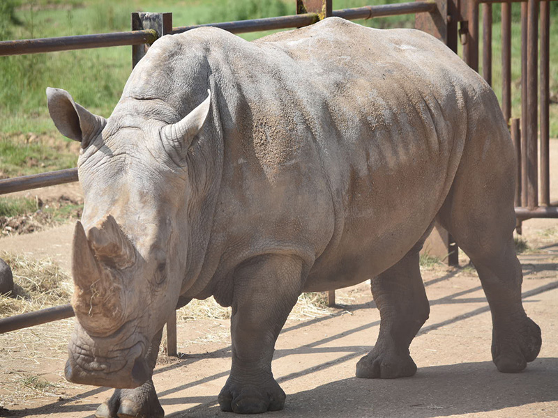 Whipsnade Rotary Day Out - 2018