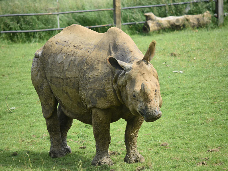 Whipsnade Rotary Day Out - 2018