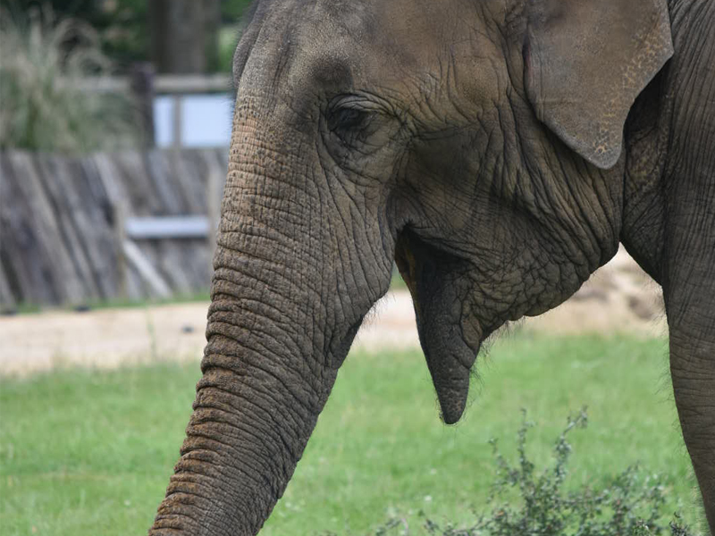 Whipsnade Rotary Day Out - 2018