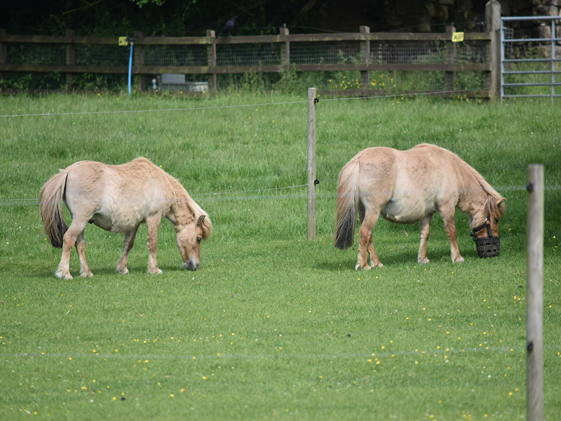 Whipsnade Rotary Day Out - 2018