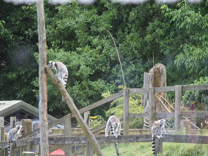 Whipsnade Rotary Day Out - 2018