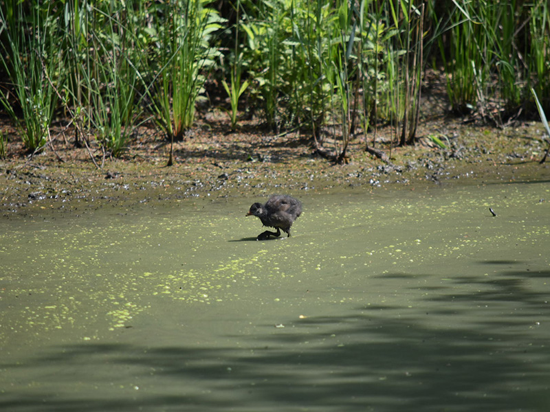 Whipsnade Rotary Day Out - 2018