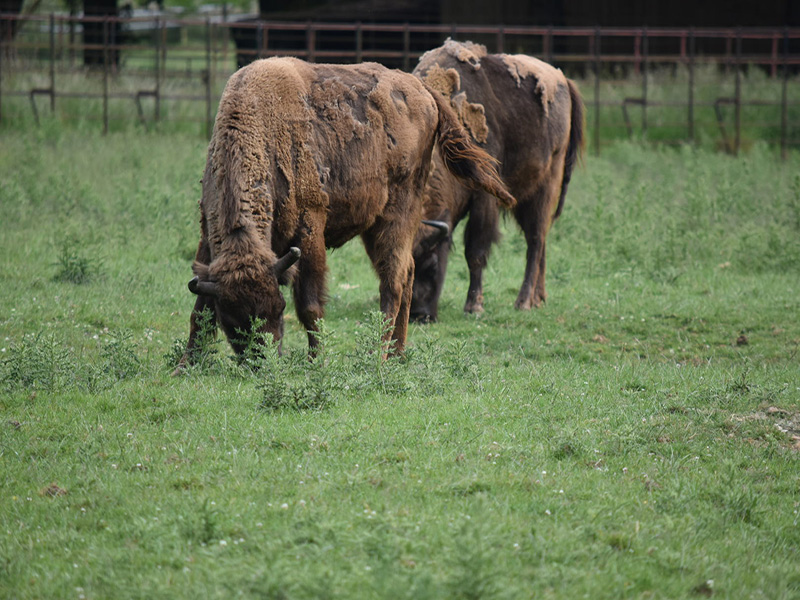 Whipsnade Rotary Day Out - 2018