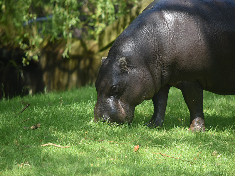 Whipsnade Rotary Day Out - 2018